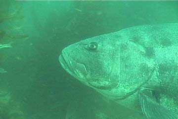 Black Bass Fishing on Black Sea Bass